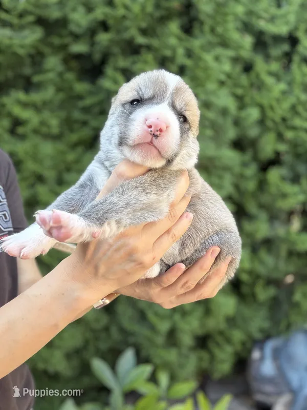 Darstan – Central Asian Shepherd puppy for sale in La Grande, OR