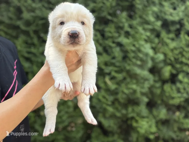 Chessy  – Central Asian Shepherd puppy for sale in La Grande, OR