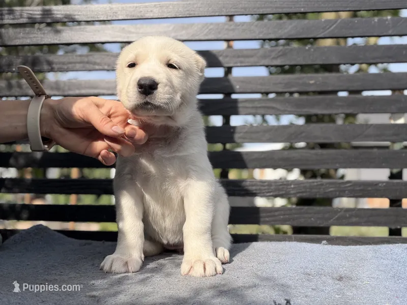 Cholpon – Central Asian Shepherd puppy for sale in La Grande, OR