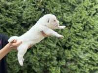 CESAR, a male Central Asian Shepherd for sale in La Grande, OR – 3 of 10
