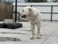 CEZAR, a male Central Asian Shepherd for sale in La Grande, OR – 4 of 9