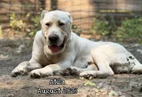 Dory , a female Central Asian Shepherd for sale in La Grande, OR – 5 of 5