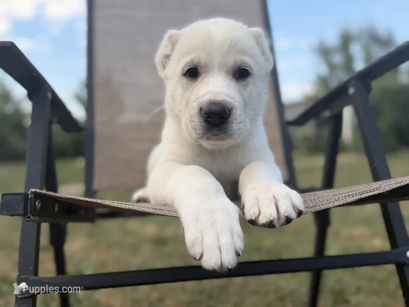 CESAR – Central Asian Shepherd puppy for sale in La Grande, OR