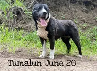 Darstan, a male Central Asian Shepherd for sale in La Grande, OR – 5 of 7