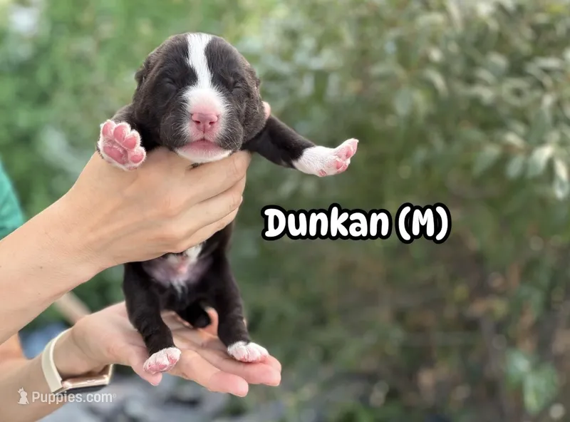 Dunkan  – Central Asian Shepherd puppy for sale in La Grande, OR