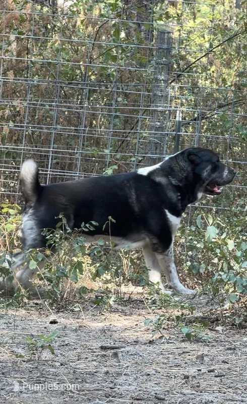 Jan  – Central Asian Shepherd puppy for sale in La Grande, OR
