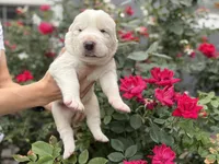 Casper, a male Central Asian Shepherd for sale in La Grande, OR – 9 of 9