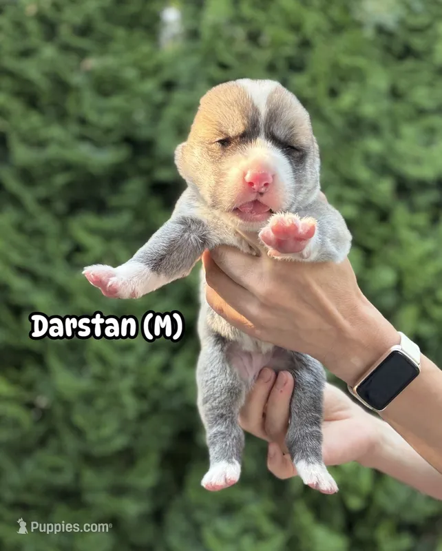 Darstan – Central Asian Shepherd puppy for sale in La Grande, OR