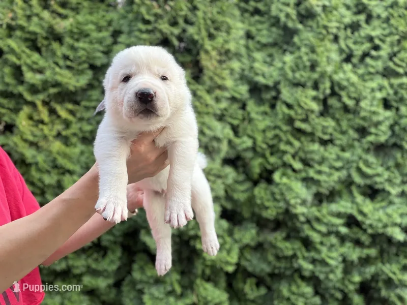 CESAR – Central Asian Shepherd puppy for sale in La Grande, OR