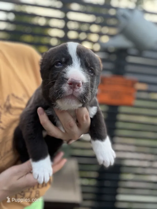 Dunkan  – Central Asian Shepherd puppy for sale in La Grande, OR
