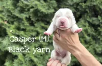 Casper, a male Central Asian Shepherd for sale in La Grande, OR – 2 of 7