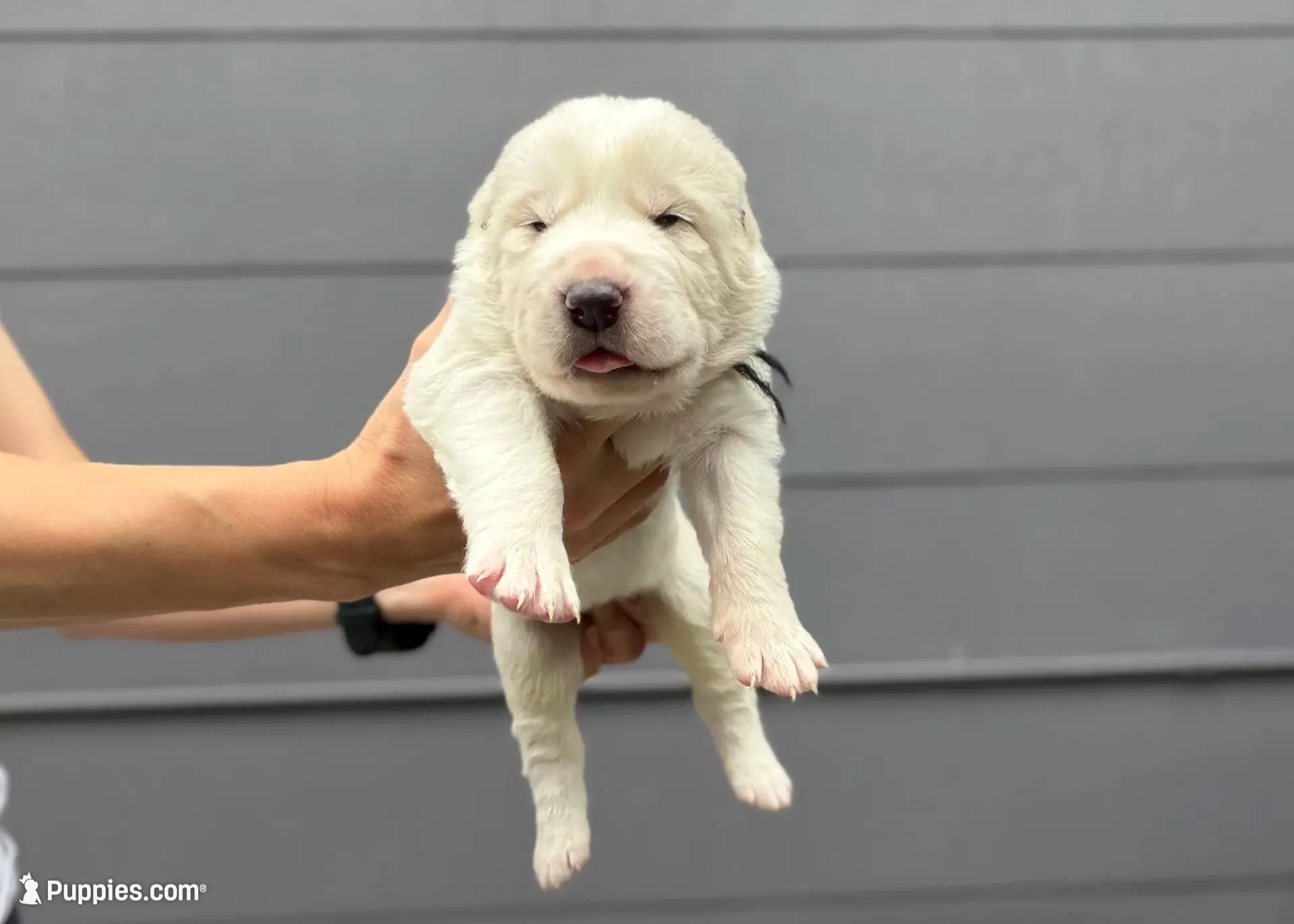 Casper, a male Central Asian Shepherd for sale in La Grande, OR – 8 of 9