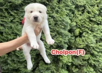 Cholpon, a female Central Asian Shepherd for sale in La Grande, OR – 2 of 6
