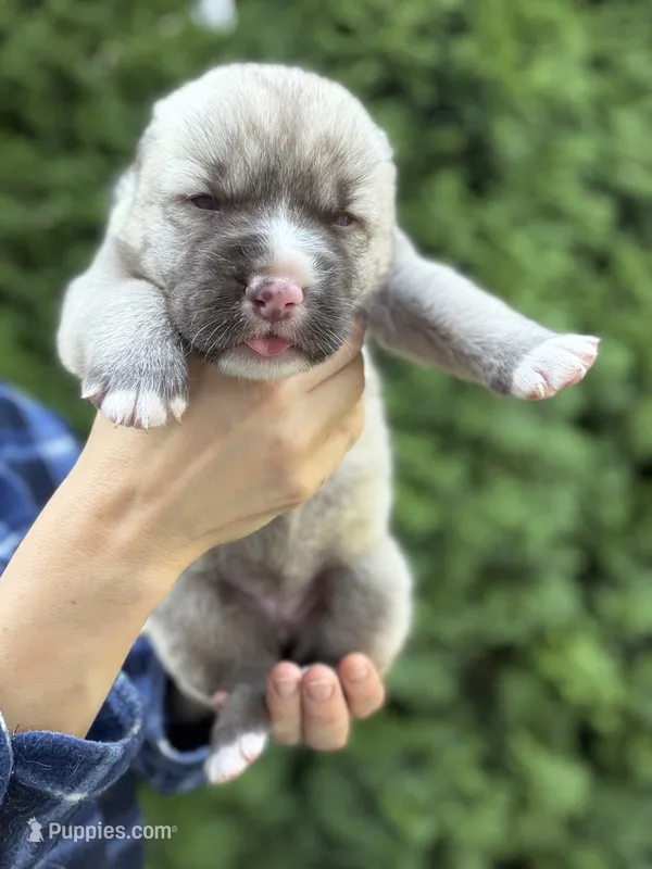 Dory  – Central Asian Shepherd puppy for sale in La Grande, OR