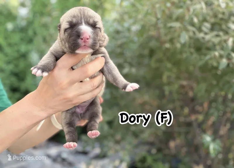 Dory  – Central Asian Shepherd puppy for sale in La Grande, OR