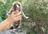 Dory , a female Central Asian Shepherd for sale in La Grande, OR – 1 of 5