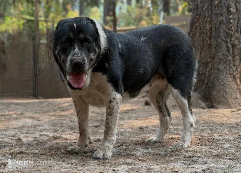 Jan  – Central Asian Shepherd puppy for sale in La Grande, OR