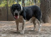 Jan , a female Central Asian Shepherd for sale in La Grande, OR – 2 of 10
