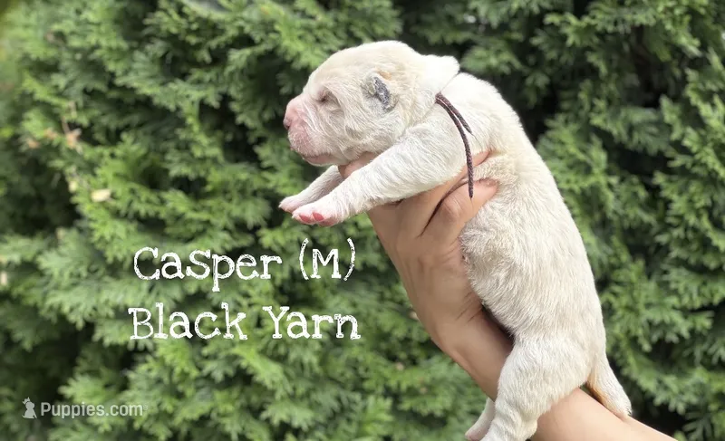 Casper – Central Asian Shepherd puppy for sale in La Grande, OR