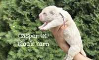 Casper, a male Central Asian Shepherd for sale in La Grande, OR – 1 of 7