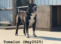Darstan, a male Central Asian Shepherd for sale in La Grande, OR – 7 of 7