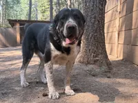 Jan , a female Central Asian Shepherd for sale in La Grande, OR – 6 of 10