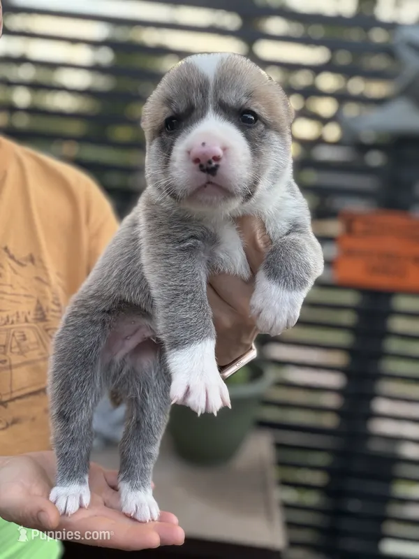 Darstan – Central Asian Shepherd puppy for sale in La Grande, OR