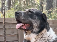 Jan , a female Central Asian Shepherd for sale in La Grande, OR – 4 of 10