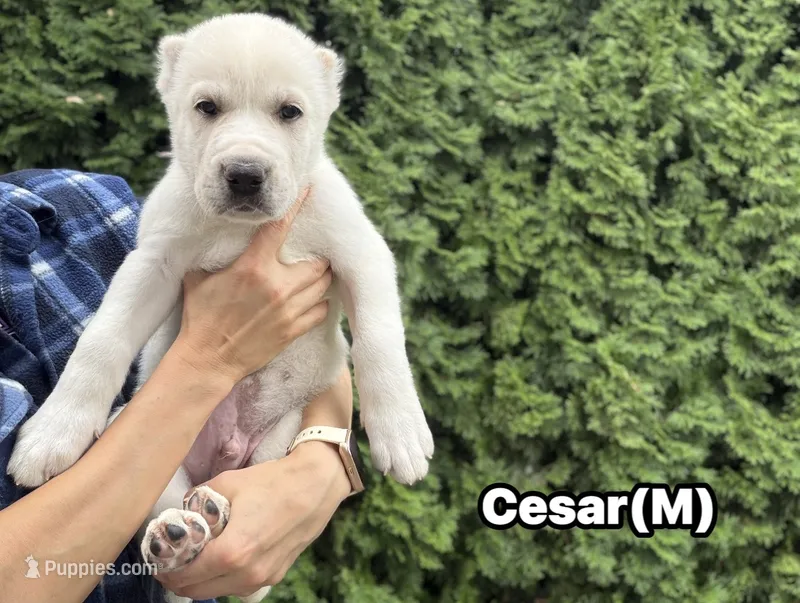 CESAR – Central Asian Shepherd puppy for sale in La Grande, OR