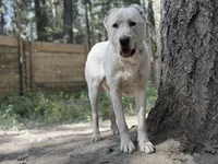 Cholpon, a female Central Asian Shepherd for sale in La Grande, OR – 6 of 6