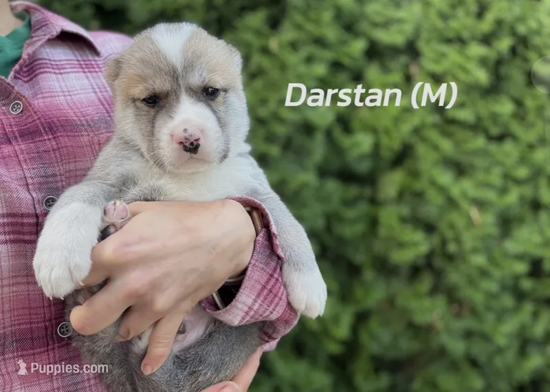 Darstan – Central Asian Shepherd puppy for sale in La Grande, OR
