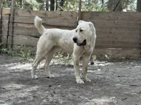 CEZAR, a male Central Asian Shepherd for sale in La Grande, OR – 9 of 9
