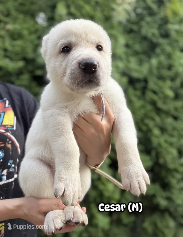 CESAR – Central Asian Shepherd puppy for sale in La Grande, OR