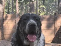 Jan , a female Central Asian Shepherd for sale in La Grande, OR – 5 of 10