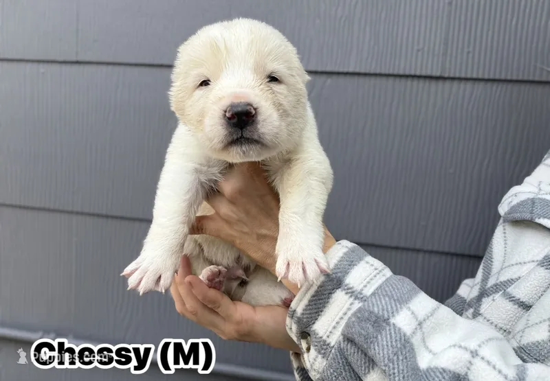 Chessy  – Central Asian Shepherd puppy for sale in La Grande, OR