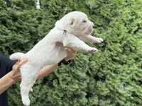 Casper, a male Central Asian Shepherd for sale in La Grande, OR – 4 of 9