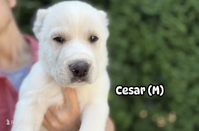 CESAR – Central Asian Shepherd puppy for sale in La Grande, OR