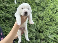 Casper, a male Central Asian Shepherd for sale in La Grande, OR – 5 of 9