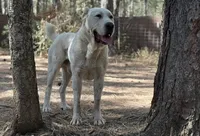 Casper, a male Central Asian Shepherd for sale in La Grande, OR – 5 of 7