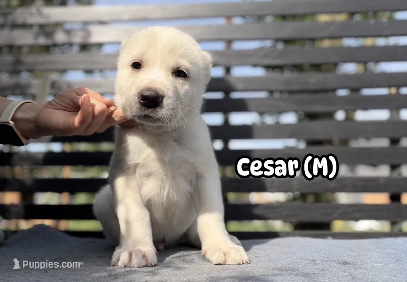 CESAR – Central Asian Shepherd puppy for sale in La Grande, OR