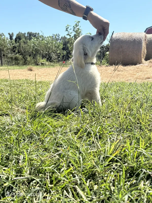 Grey – English Cream Golden Retriever puppy for sale in Willard, NC