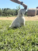 Grey, a male English Cream Golden Retriever for sale in Willard, NC – 1 of 3