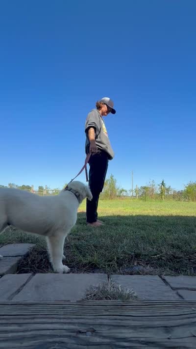 Grey, a male English Cream Golden Retriever for sale in Willard, NC – 3 of 3
