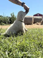 Yellow, a male English Cream Golden Retriever for sale in Willard, NC – 2 of 4
