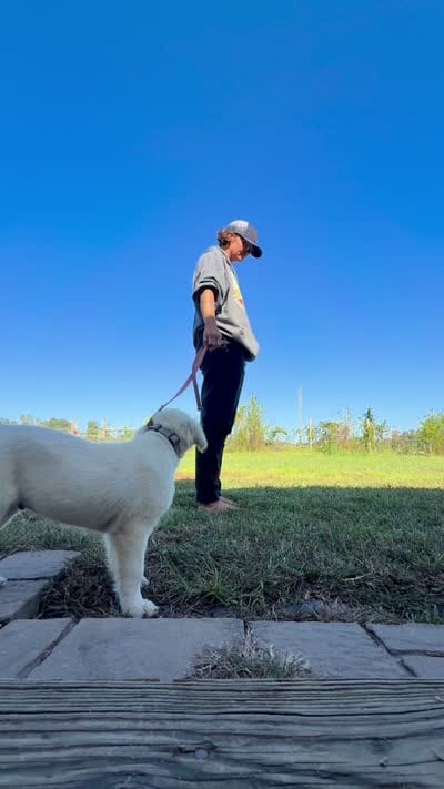 Yellow, a male English Cream Golden Retriever for sale in Willard, NC – 4 of 4