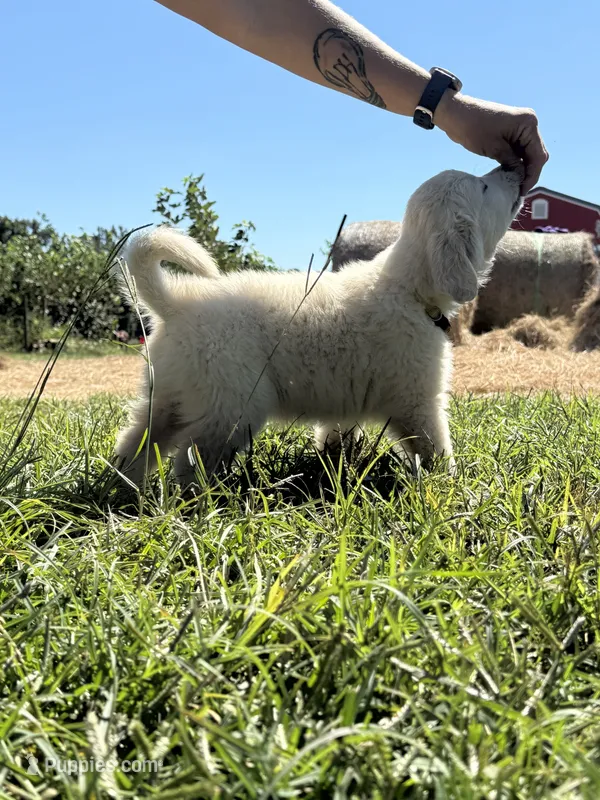 Yellow – English Cream Golden Retriever puppy for sale in Willard, NC