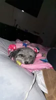Fendi Dior , a female Pomapoo for sale in Murfreesboro, TN – 4 of 5