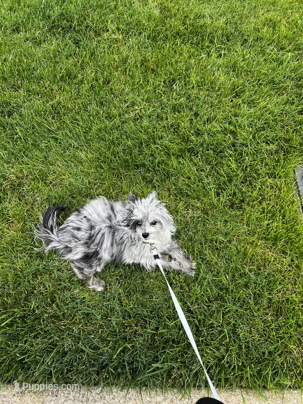 Fendi Dior  – Pomapoo puppy for sale in Murfreesboro, TN