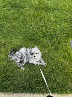 Fendi Dior , a female Pomapoo for sale in Murfreesboro, TN – 1 of 5