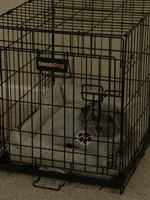 Fendi Dior , a female Pomapoo for sale in Murfreesboro, TN – 3 of 5